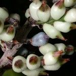 Aechmea angustifolia Frukt