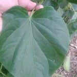 Piper umbellatum Leaf