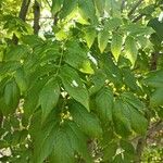 Fraxinus excelsiorഇല