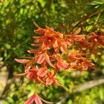 Ceratopetalum gummiferum Flor
