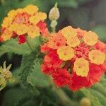 Lantana camaraÇiçek