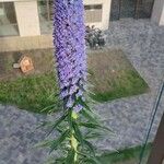 Echium webbii Flower