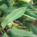 Heliconia psittacorum Leaf