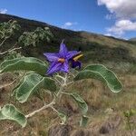 Solanum lycocarpum Flors