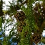 Cryptomeria japonica Плод