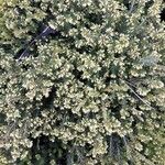 Erica erigena Folha