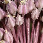 Allium commutatum x Allium porrum Цвят