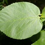Morus celtidifolia Blatt