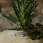 Polycnemum majus Mosusu
