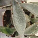 Kalanchoe tomentosa Folha