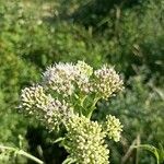 Eupatorium cannabinumFlower