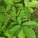 Fortunearia sinensis Лист