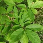 Fortunearia sinensis পাতা