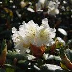 Rhododendron aureum Flor