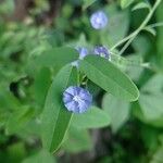 Evolvulus alsinoides Flower