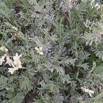 Astragalus angustifolius 整株植物