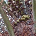 Butia capitata Fruit