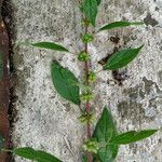 Amaranthus graecizans Лист