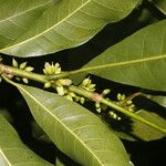 Pouteria caimito Fruit