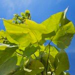 Catalpa ovata Liść