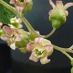 Ribes nigrum Flower