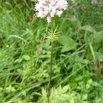 Valeriana apula Flower