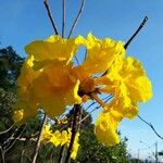 Handroanthus chrysanthus Kvet