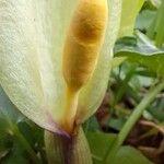 Arum italicum Flower