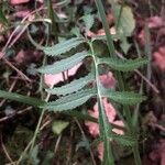 Serratula tinctoria Fuelha