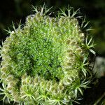 Ammi majus Fruit