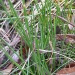 Narcissus bulbocodium Leaf