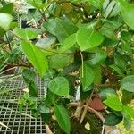 Eugenia uniflora Likasa