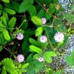 Mimosa pudica Хабит