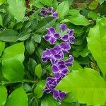 Duranta erectaFlower