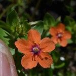 Anagallis arvensis Blüte