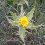Tephroseris palustris Likasa