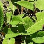 Persicaria orientalis Blatt