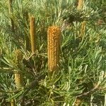 Banksia spinulosa Virág