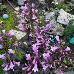 Penstemon digitalis Flor
