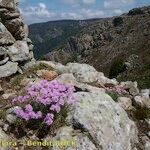 Armeria malinvaudii Hábitos