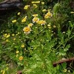 Tanacetum partheniumപുഷ്പം