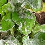 Antennaria plantaginifolia Levél