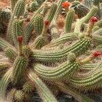 Echinopsis huascha Hoja