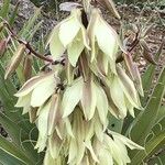 Yucca baccata Fruto