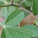 Crotalaria pallida Лист