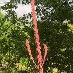 Pterospora andromedea Kvet
