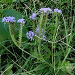 Cynoglossum amabile Συνήθη χαρακτηριστικά