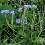 Cynoglossum amabile Hàbitat