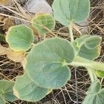 Cleome droserifolia Leaf