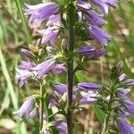 Campanula bononiensis Flower